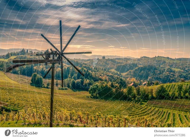 Weinernte Spätherbst harmonisch Wohlgefühl Sinnesorgane Erholung ruhig Meditation Freizeit & Hobby Ferien & Urlaub & Reisen Tourismus Ausflug Freiheit