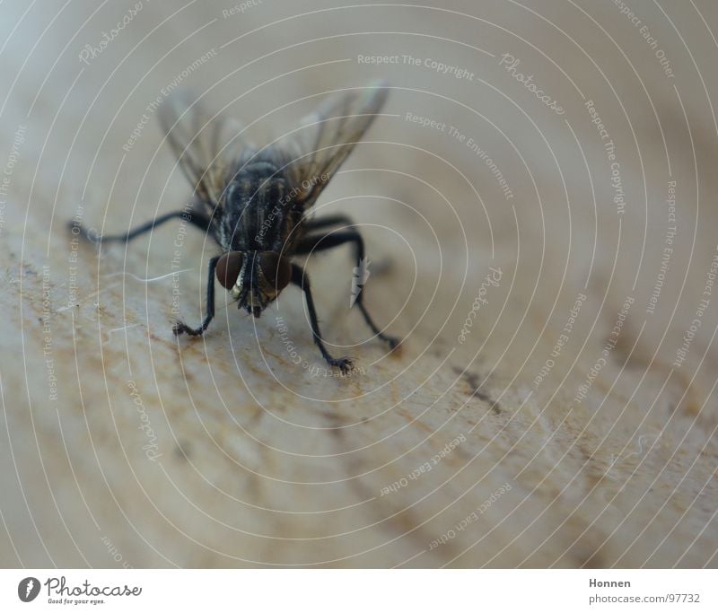 Schräglage Insekt Facettenauge Toilette fluchen Tier Pflanze festhalten Fliege Flügel Beine Fliegenklatsche rechnen brummen. Dreckvieh Musca domestica Punk