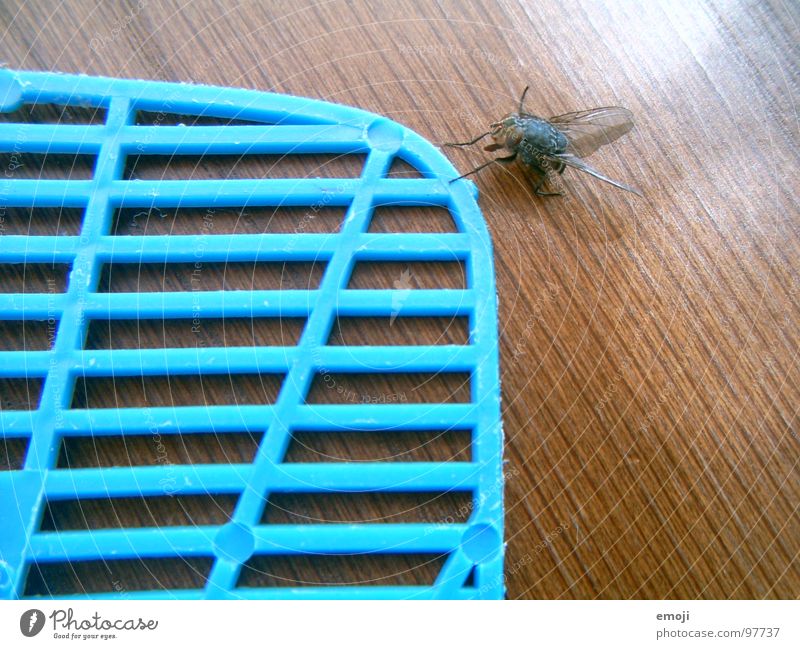 kommt eine Fliege daher gewatschelt Chance Überleben Leben live lustig Raster Kontrolle fly Tod dead funny Freude klatsche fliegenklatsche Vorsicht blau blue