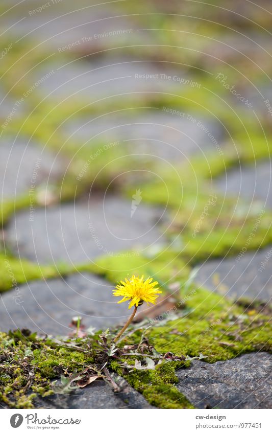 Zukünftige Pusteblume Umwelt Natur Pflanze Schönes Wetter Blume Moos Grünpflanze Nutzpflanze Wildpflanze Löwenzahn Garten Park Wiese Altstadt Blühend kämpfen