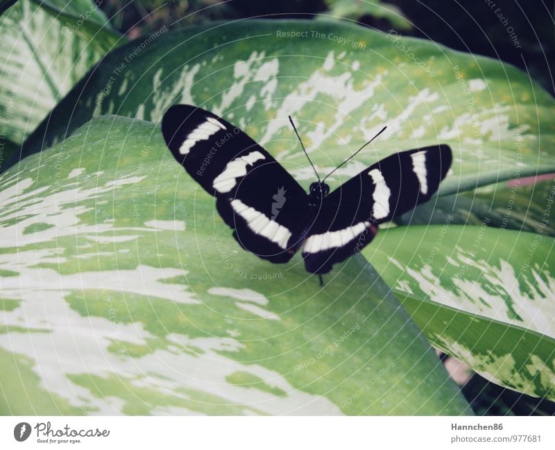 Anpassung Natur Pflanze Sommer Blatt Grünpflanze Tier Schmetterling Flügel 1 Erholung fliegen Gefühle Stimmung Glück Fröhlichkeit Lebensfreude Frühlingsgefühle