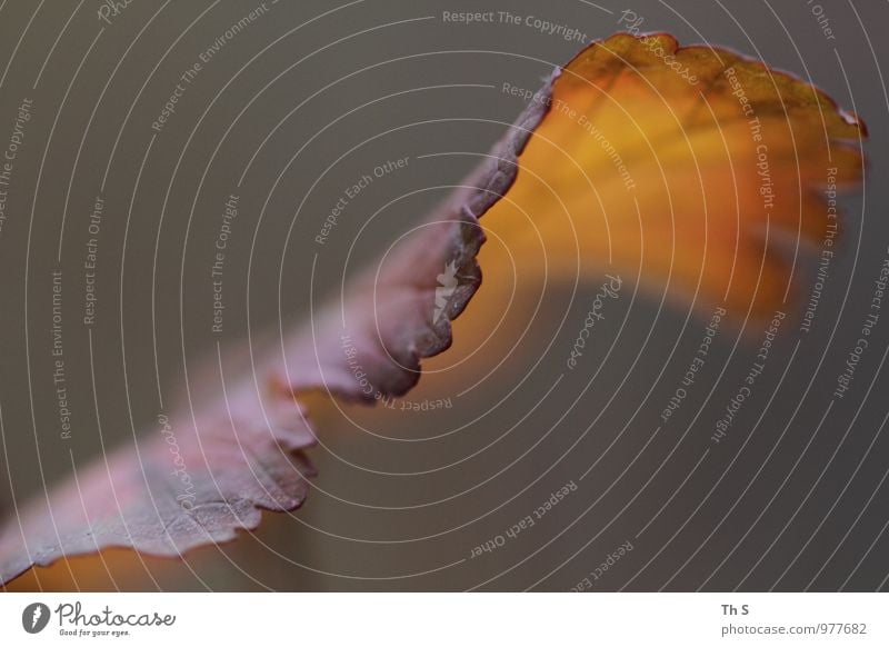 Blatt Natur Pflanze Herbst Bewegung verblüht ästhetisch authentisch einfach elegant natürlich Gefühle Stimmung Gelassenheit geduldig ruhig einzigartig
