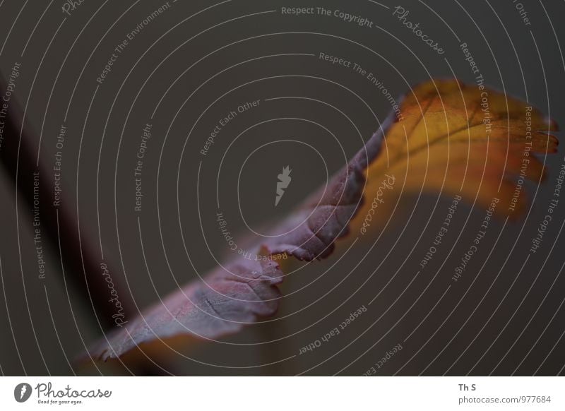 Blatt Natur Pflanze Herbst Bewegung verblüht ästhetisch authentisch einfach elegant natürlich schön Gefühle Stimmung Zufriedenheit Gelassenheit geduldig ruhig