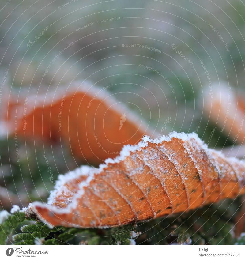 eiskalt... Umwelt Natur Pflanze Winter Eis Frost Blatt Park frieren liegen dehydrieren ästhetisch authentisch außergewöhnlich natürlich braun grau weiß Stimmung