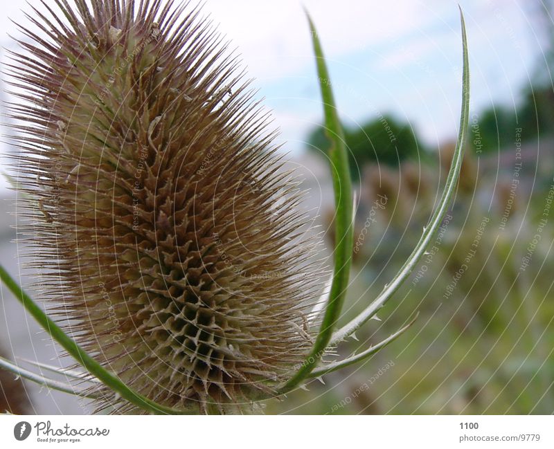 Stachelig stachelig Pflanze