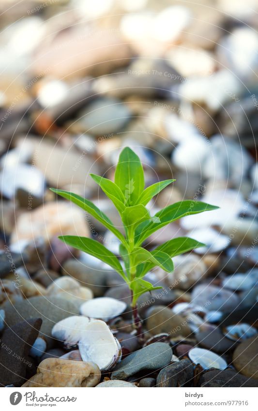 zartes Pflänzchen Sommer Schönes Wetter Pflanze Wildpflanze Kieselsteine Kieselstrand Stein Wachstum ästhetisch außergewöhnlich frisch positiv stark