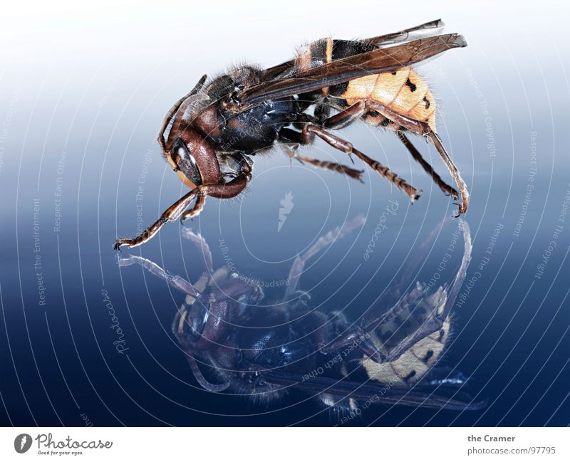Hornisse Hornissen Wespen Reflexion & Spiegelung Insekt Verlauf gelb F/A-18D Hornet Makroaufnahme Nahaufnahme Angst Panik blau Respekt Detailaufnahme Flügel