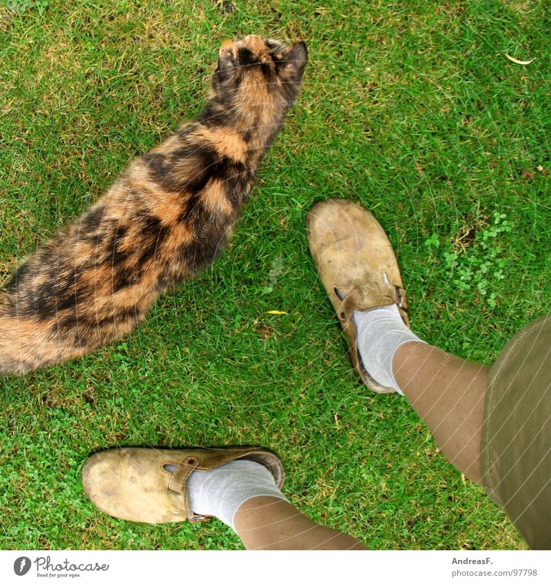 der kleingärtner Katze Haustier Hauskatze Gras Wiese grün Shorts Strümpfe Gärtner Schrebergarten Erholung Freizeit & Hobby Ferien & Urlaub & Reisen Sonntag