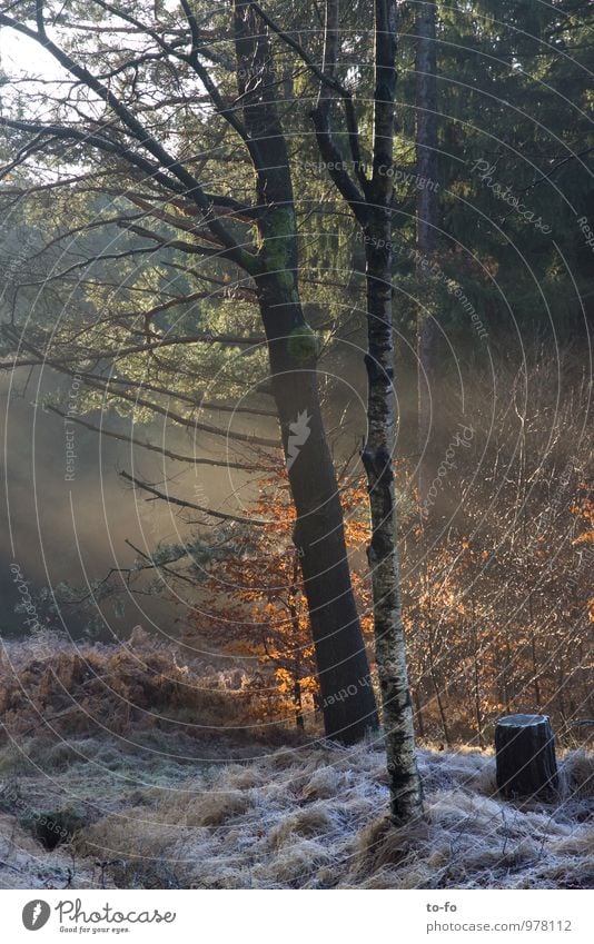 Winterwald Umwelt Natur Landschaft Tier Sonnenlicht Nebel Pflanze Baum Sträucher Wildpflanze Wald wandern Romantik Einsamkeit Erholung Stimmung