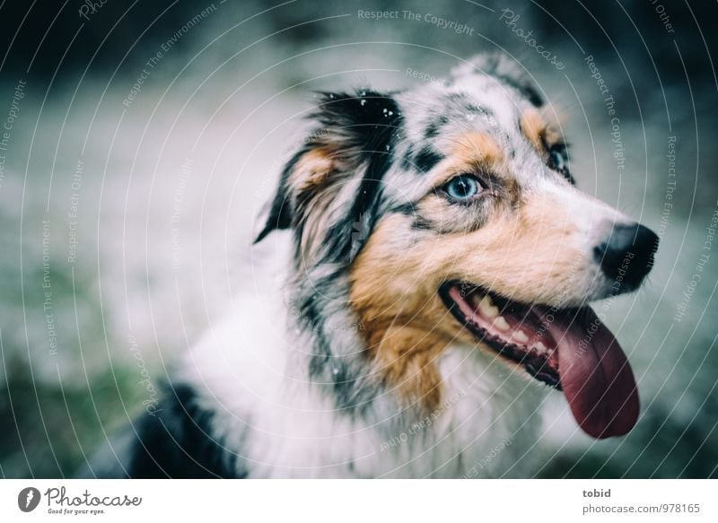 Auf den Hund gekommen Pt.2 Haustier Tiergesicht Fell Zunge Ohr Auge Gebiss Lefzen Schnauze 1 atmen beobachten Lächeln Freundlichkeit Glück schön kuschlig weich