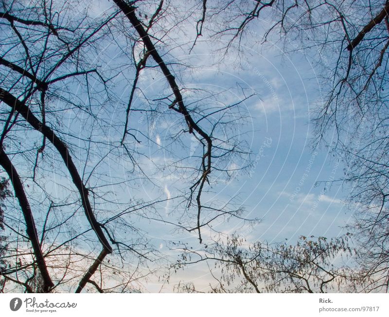 .Pretty Sky Himmel Wald Herbst schwarz weiß ruhig kalt Geäst Kondensstreifen Wolken Baum verzweigt Sehnsucht Zweig blau Ast silence blue leef leefs tree trees