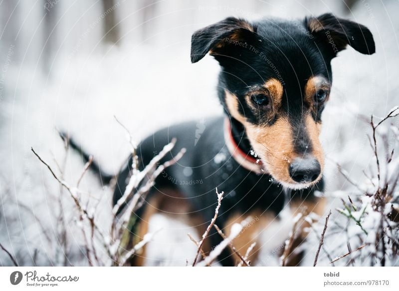 Auf den Hund gekommen Pt.4 Natur Schnee Sträucher Wald Haustier Tiergesicht Fell Schnauze Hängeohr Ohr Auge Schnurrhaar 1 beobachten Blick stehen kuschlig braun