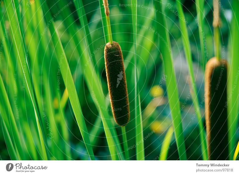 Teichromantik Schilfrohr Gras Halm See ruhig Sommer sommerlich träumen Einsamkeit Pflanze Frühling grün Tier Wachstum Sträucher Feuchtgebiete Biotop feucht nass