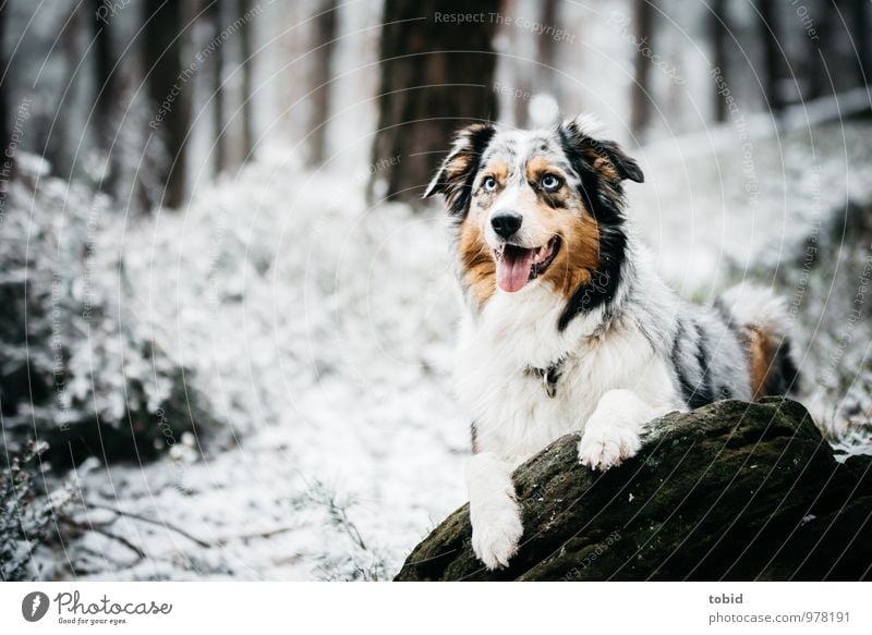 Australian Shepherd Natur Landschaft Pflanze Winter Baum Gras Sträucher Wald Felsen Haustier Hund Tiergesicht Fell Pfote 1 beobachten liegen schön kuschlig