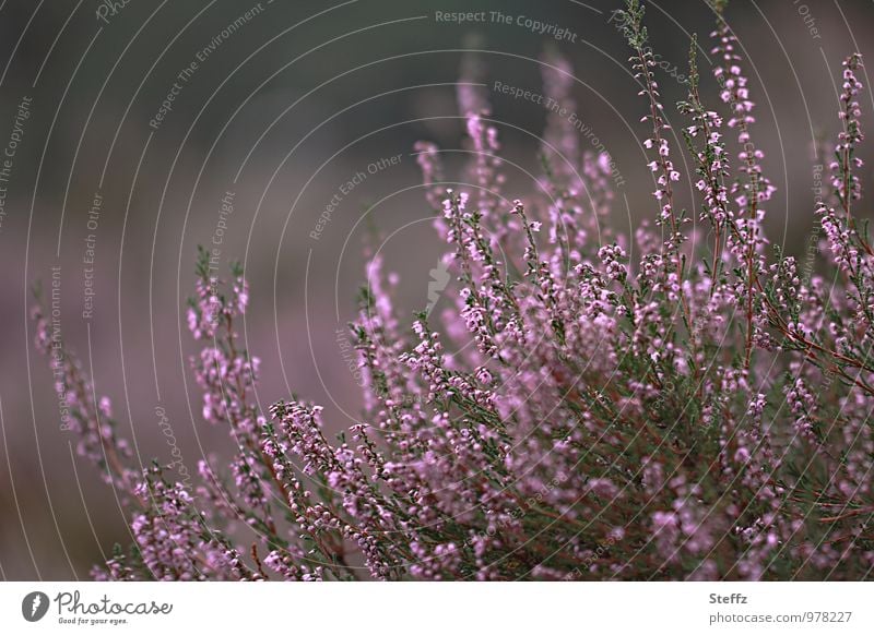 lila Sommer in der Heide blühende Heide Heideblüte heimisch heimische Wildpflanzen nordische Natur nordische Romantik nordische Wildpflanzen nordische Pflanzen