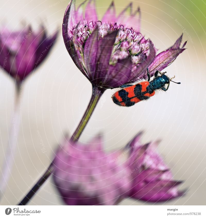 Keine Biene - Bienenkäfer an einer Blüte Umwelt Natur Pflanze Tier Schönes Wetter Blume Sträucher Grünpflanze exotisch Blütenkelch Blühend Garten Wildtier Käfer