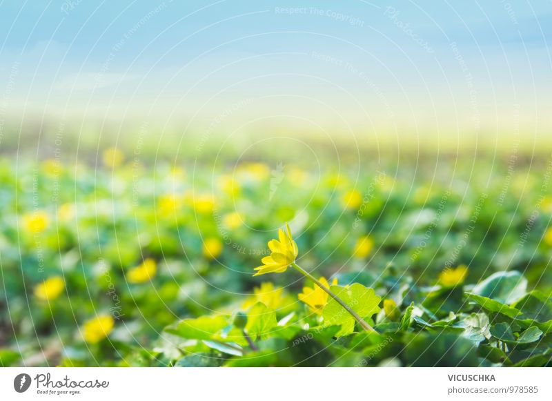 Wildes Hahnenfuß Feld in Frühjahr Stil Design Garten Umwelt Natur Landschaft Himmel Horizont Sonnenlicht Frühling Sommer Schönes Wetter Blume Blüte Park Wiese