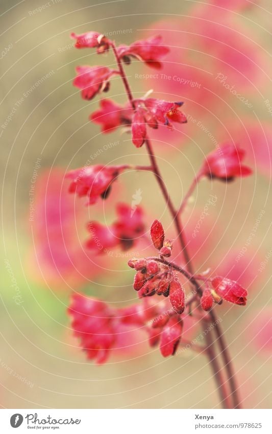 Rosa Pflanze Natur Blühend rosa rot Romantik Blüte verträumt Nahaufnahme Menschenleer Tag Unschärfe Schwache Tiefenschärfe Farbfoto Außenaufnahme Blume Garten