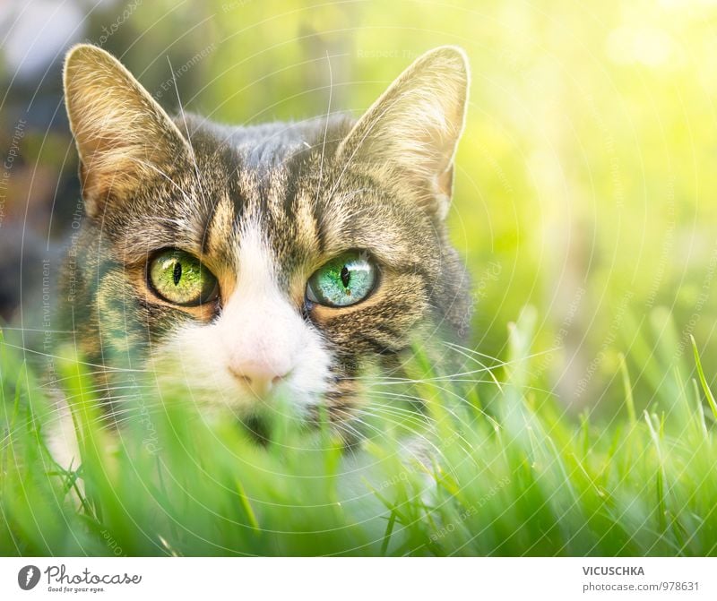 Katze mit rosa Nase und verschiedene Augen Stil Garten Natur Pflanze Tier Frühling Sommer Park Wiese Feld Haustier 1 Verschiedenheit Farbe Augenfarbe Gras Rasen