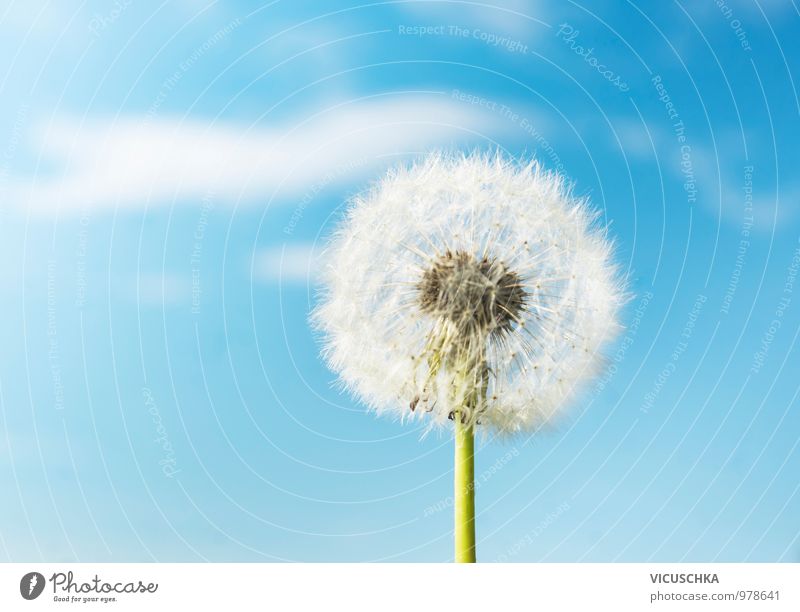 Flauschige Löwenzahn Blumen an Himmel Hintergrund Design Sommer Garten Umwelt Natur Pflanze Frühling Schönes Wetter Wärme Wiese Feld springen Frieden