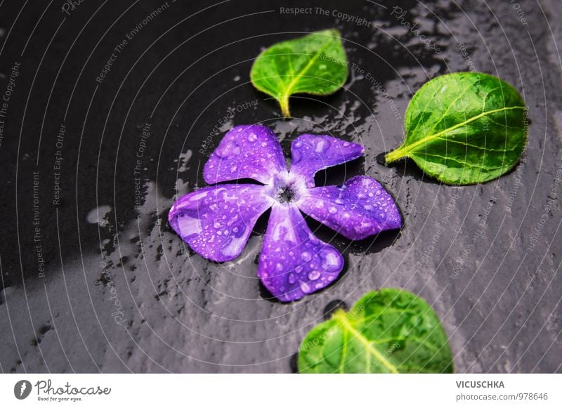 Immergrün Blüte mit Wasser Tropfen auf nassem Schiefer Stil Design Leben Spa Freizeit & Hobby Sommer Garten Natur Pflanze Frühling Herbst Regen Blume Blatt