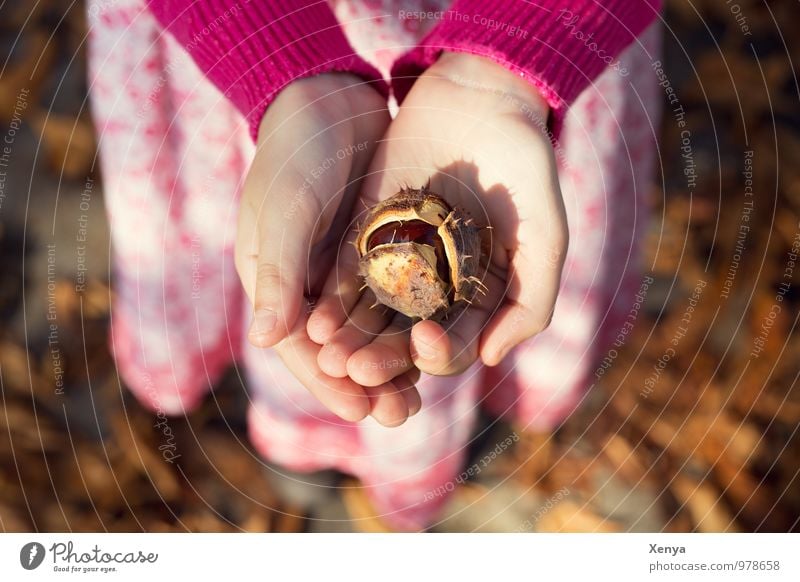 Herbstlaune Kind Hand 1 Mensch 8-13 Jahre Kindheit Kastanie Park braun rosa Geschenk Herbstlaub herbstlich Sonnenlicht Spaziergang Warmes Licht Geborgenheit