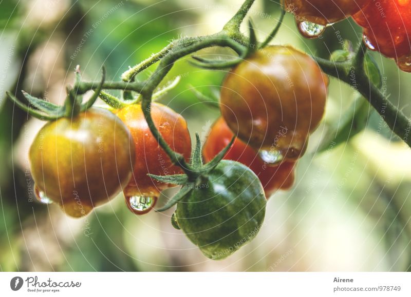 unreife Tomaten Lebensmittel Gemüse Salat Salatbeilage Vegetarische Ernährung Italienische Küche Pflanze Nutzpflanze Essen frisch Gesundheit gelb grün rot Natur