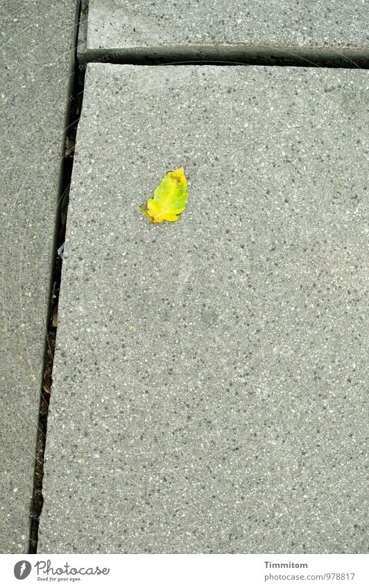 Forever Young. Herbst Blatt Stein Linie liegen warten ästhetisch einfach gelb grau grün schwarz Gefühle Coolness Bodenplatten Fuge Farbfoto Außenaufnahme