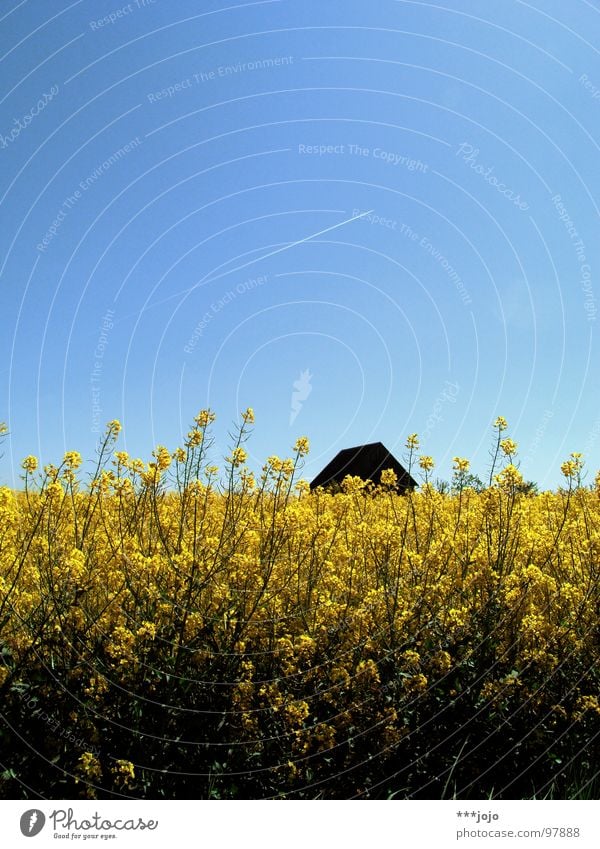 für jonas. Raps Pflanze gelb Frühling Feld Rapsfeld Landwirtschaft Honig Biene Blüte Blume ökologisch Mai Baum Erdöl blau Amerika Himmel Schönes Wetter Blühend