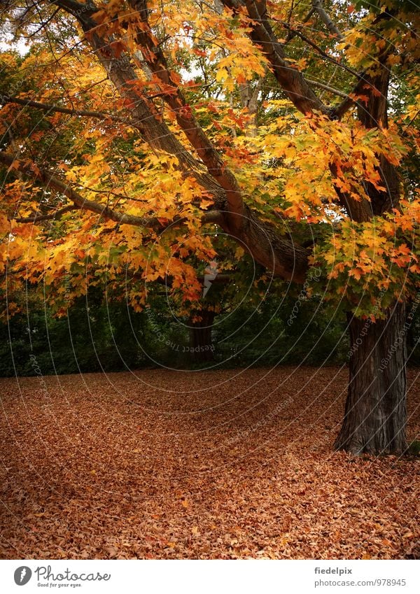 Ahorn in Neuengland ahorn neuengland neu-england new england herbst altweibersommer spätsommer blätter laub blatt verfärbt verfärbung baum stamm gelb rot orange