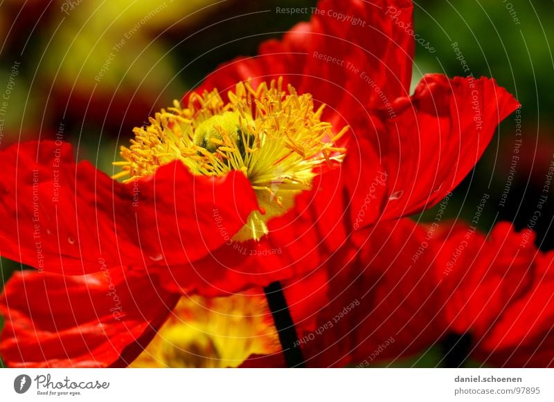 feuerrot grün Frühling Sommer Blume Blüte Hintergrundbild grasgrün Tiefenschärfe Wiese Klatschmohn Gras Umwelt Makroaufnahme Nahaufnahme Natur Weide