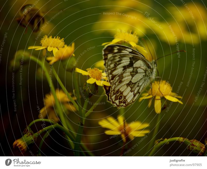 Märchenwaldwiese Schmetterling Fluginsekt Insekt Biene Heide Blüte Blume Pflanze Stengel gelb grün braun schwarz Sommer Umwelt Wachstum gedeihen Wiese schön