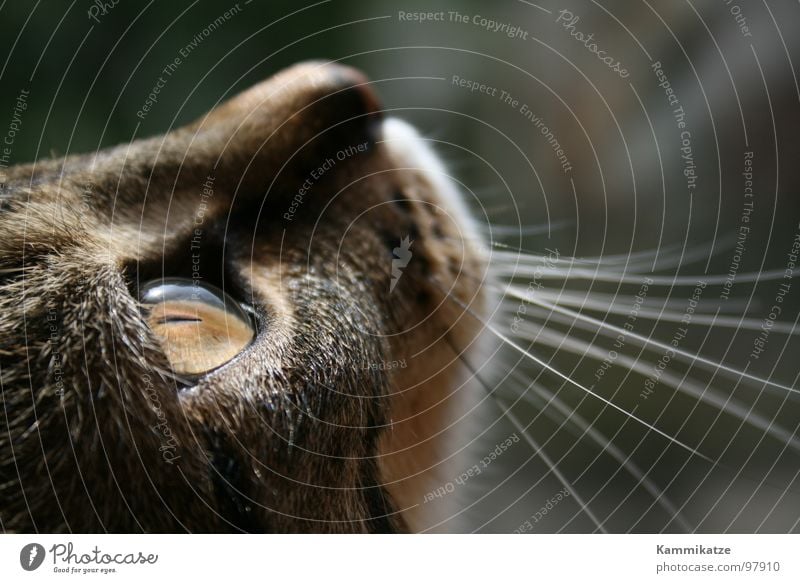 Kater Mauser Katze Schnurrhaar Haustier Schnauze Fell Säugetier Hauskatze Katzenauge Detailaufnahme getigert