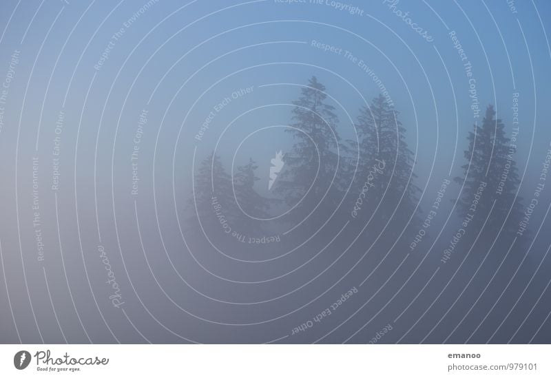 Nebelwald Berge u. Gebirge wandern Umwelt Natur Landschaft Pflanze Luft Wasser Himmel Wolken Herbst Klima Wetter schlechtes Wetter Baum Wald Wachstum blau grau