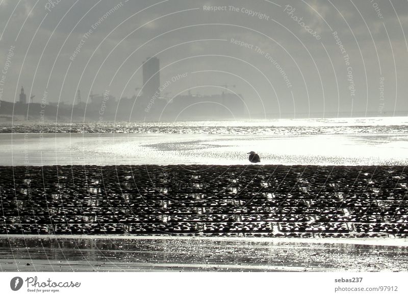 Belgien´s Küste Vogel Ebbe Meer Strand Europa Einsamkeit ruhig Schwarzweißfoto Möve Flut Skyline Regen Wasser Nordsee Sonne reflektion Freiheit