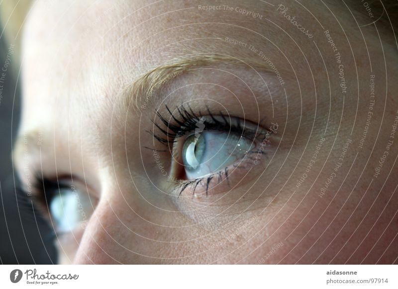 Augenblick Wimpern Blick Frau Wimperntusche Gesicht