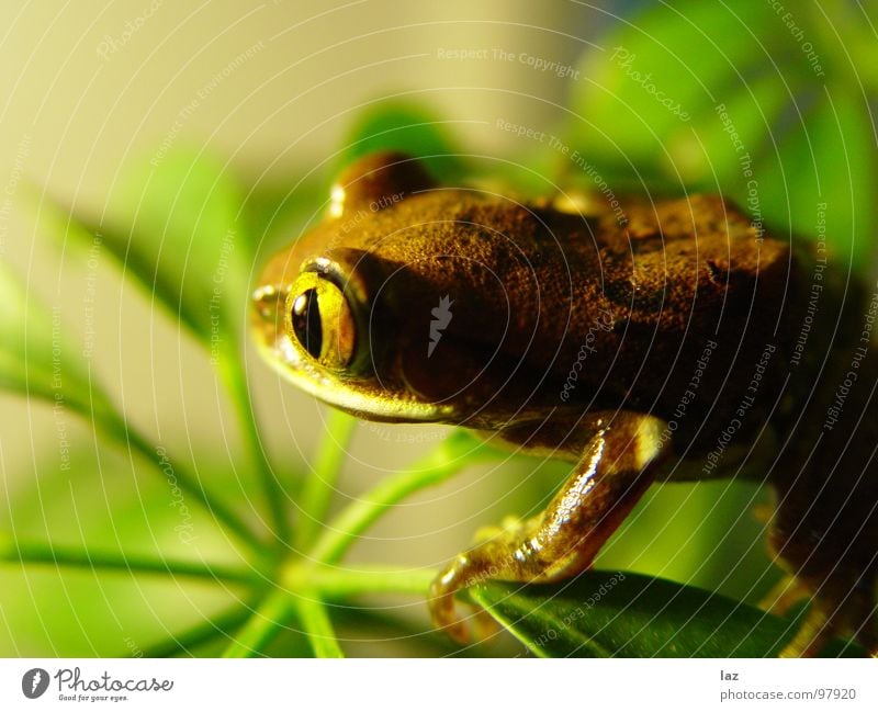 Weitblick Wasserfrosch Tier Zoologie springen Kaulquappe grün braun Pflanze Küssen hüpfen Farbe Muster beige Frühling Bach Fragen feucht knotig Teich Sumpf