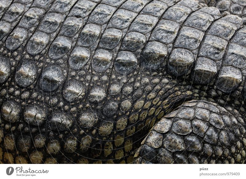 Alligator Natur Tier Wildtier Schuppen Zoo Krokodil 1 Aggression bedrohlich exotisch stark wild grau grün Angst Respekt gefräßig Farbfoto Gedeckte Farben