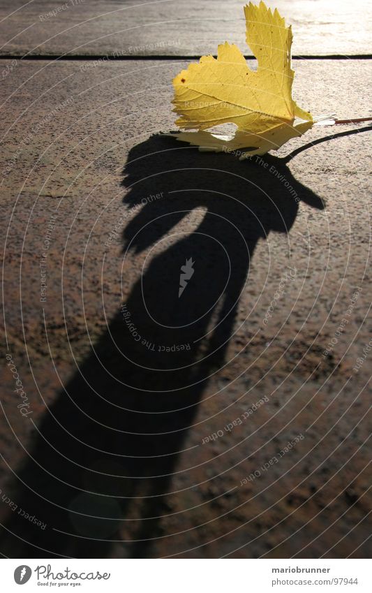 yellow-leaf Herbst Blatt gelb Wein Weinberg Schatten