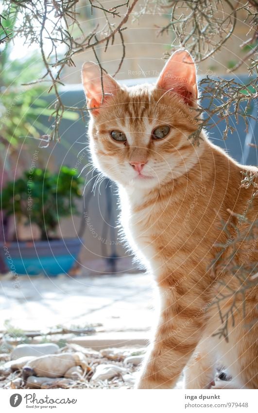 Kleiner Löwe Natur Tier Pflanze Garten Haustier Katze 1 Tierjunges niedlich Katzenbaby Fell Fürsorge Außenaufnahme Menschenleer Tag Schatten