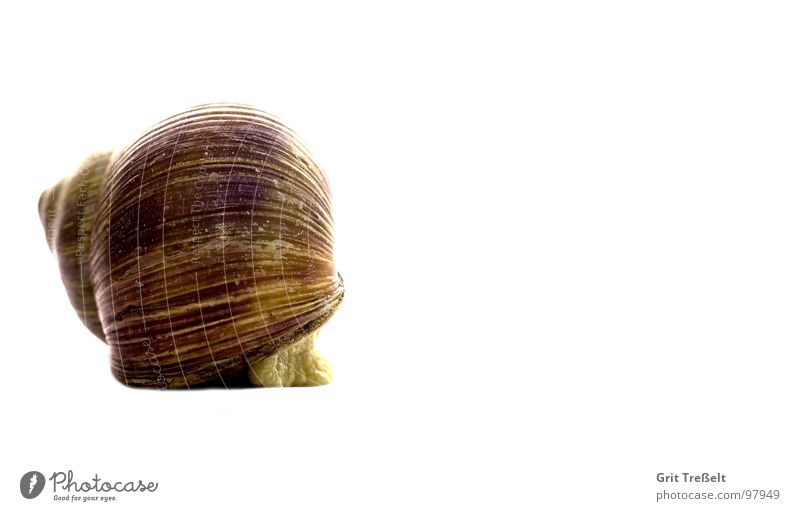 Schnecke Schneckenhaus langsam Haus Wiese Sommer Gras grün Schleim schleimig Spuren Regen