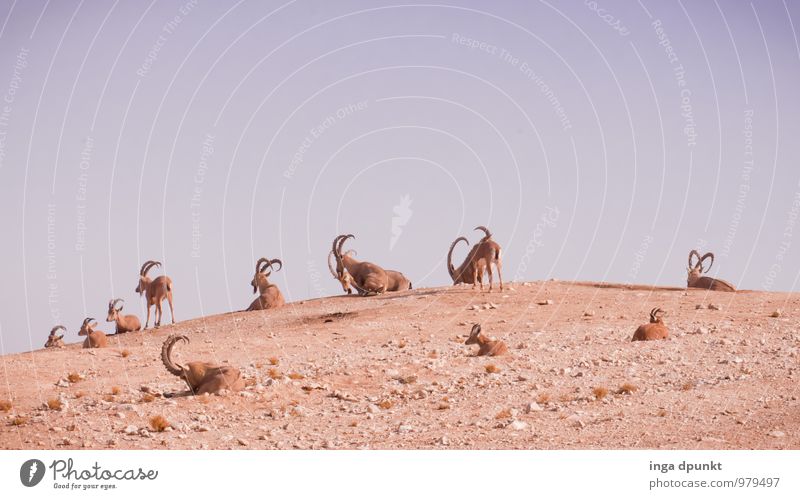 Familientreffen Umwelt Natur Landschaft Tier Urelemente Erde Sand Klimawandel Schönes Wetter Wüste Wildtier Steinbock Säugetier Paarhufer Tiergruppe Herde