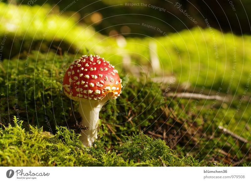 Viel Glück soll er bringen! Natur Herbst Pflanze Moos Fliegenpilz Pilz Pilzhut Wald bedrohlich natürlich rund schön grün rot weiß Glücksbringer Märchenwald