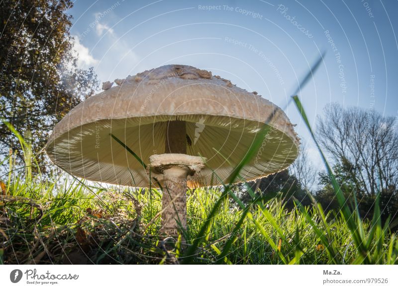 Pilz Natur Himmel Herbst Schönes Wetter Pflanze Pilzhut Wiese groß Farbfoto Außenaufnahme Tag Froschperspektive