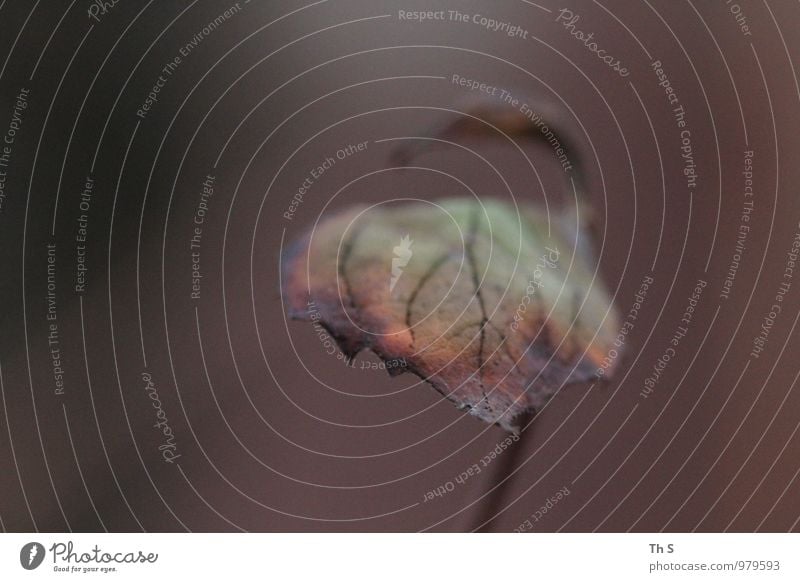 Blatt Umwelt Natur Pflanze Herbst Blühend verblüht ästhetisch authentisch einfach elegant natürlich Gefühle Stimmung geduldig ruhig Gelassenheit Zeit schön