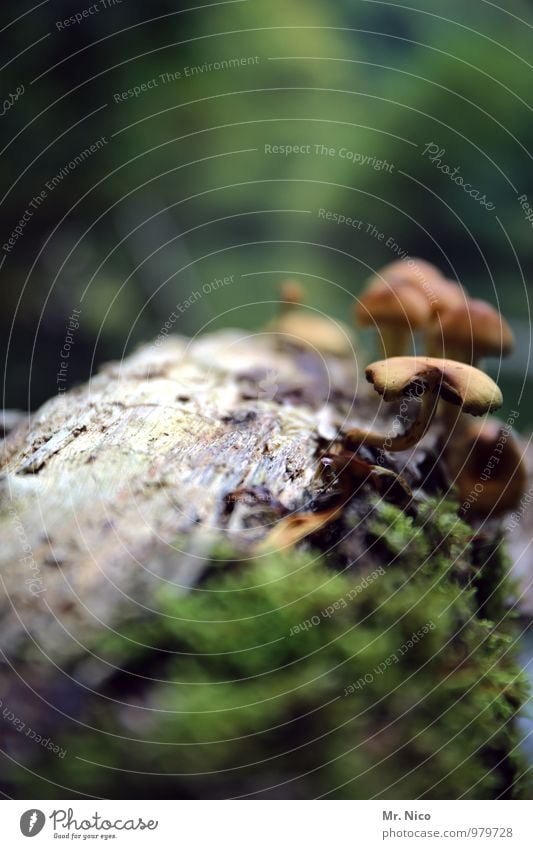 Zwischen Leber und Milz passt immer noch ein Pilz Umwelt Natur Landschaft Pflanze Sträucher Wald Wachstum Baumstamm Moos Waldspaziergang Froschperspektive