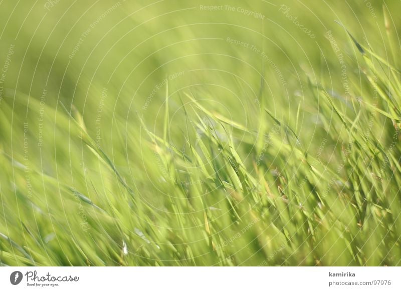 halmare grün Gras Halm Meer Sommer Frühling springen Teppich frisch sanft