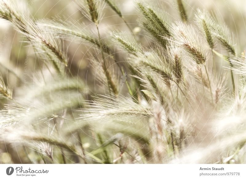 Grüne Ähren Lebensmittel Natur Landschaft Pflanze Frühling Sommer Schönes Wetter Getreide Feld Blühend Wachstum ästhetisch natürlich schön Spitze stachelig grün