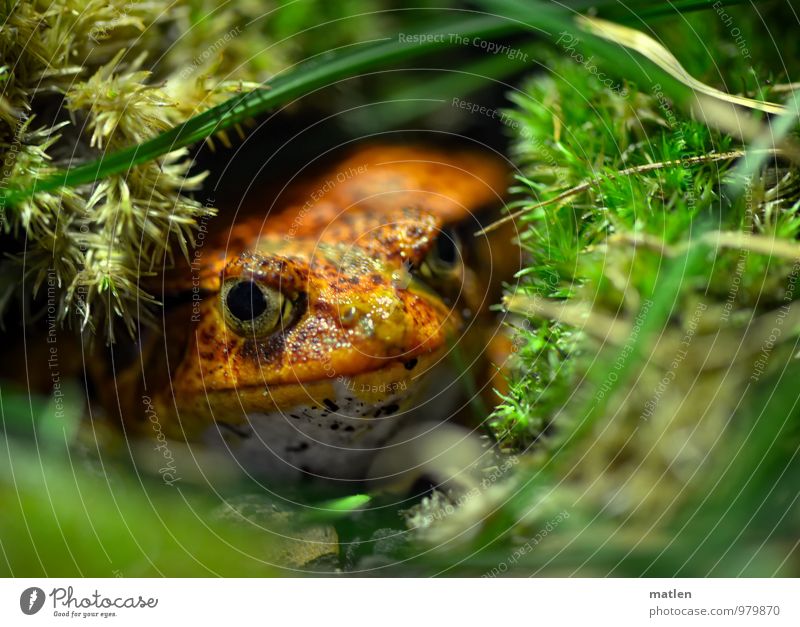 die rote Gefahr Gras Moos Tier Frosch 1 warten grün beobachten Tomatenfrosch Farbfoto Menschenleer Schwache Tiefenschärfe Froschperspektive