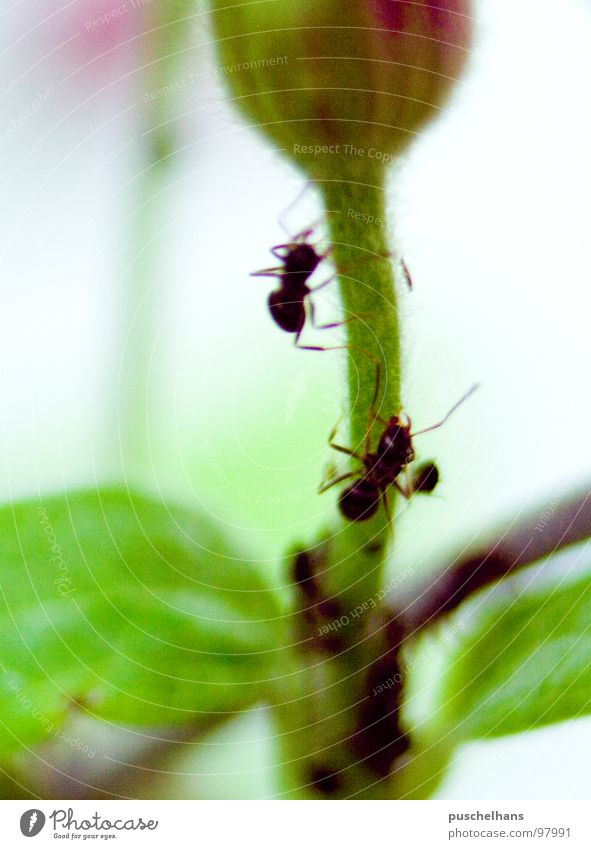 climb up träumen Blume steigen zart luftig Pflanze Insekt Makroaufnahme Nahaufnahme tier ameise Klettern